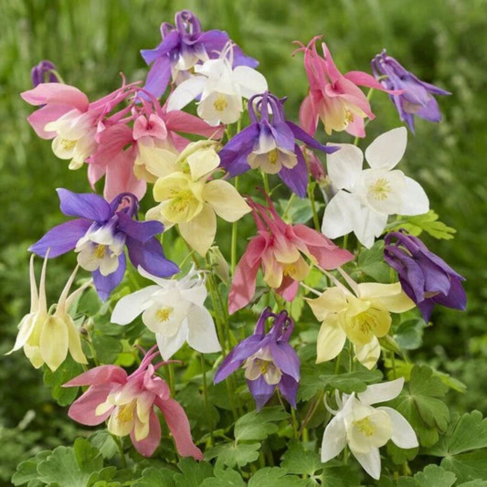 Aquilegia x hybrida Earlybird Mix (Columbine) - [EG]