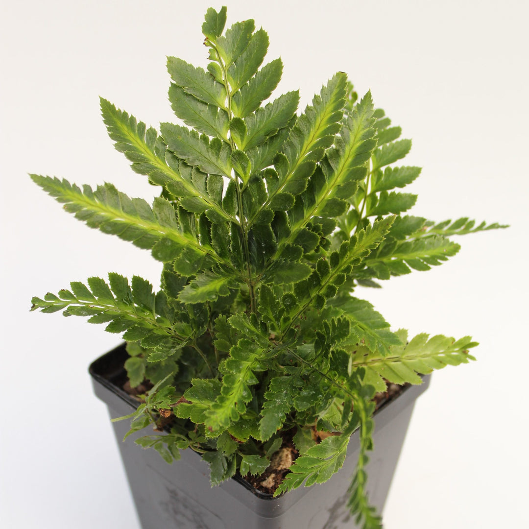 Indian Holly Fern