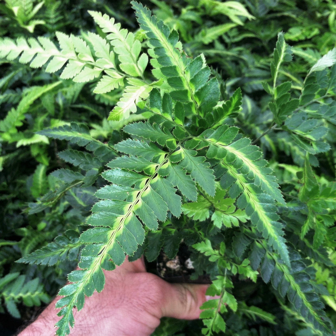 Indian Holly Fern