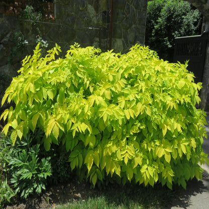 Sun King Golden Japanese Spikenard