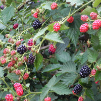 Arapaho Blackberry