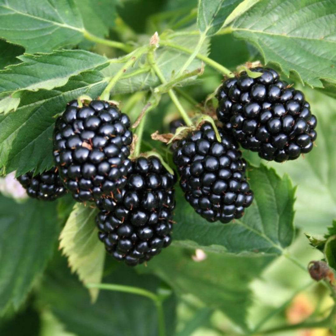 Arapaho Blackberry