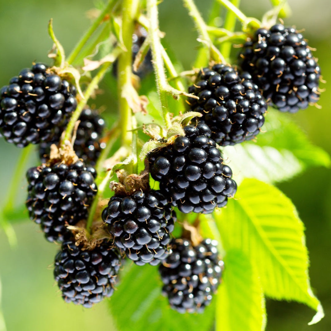 Arapaho Blackberry
