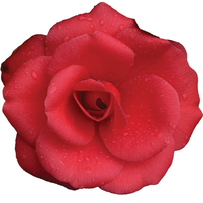 Arctic Rose Camellia-COLD HARDY to 5*F