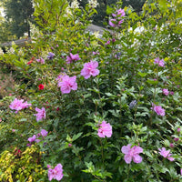 Hibiscus syriacus Ardens – Elegant double purple Althea tree for landscape and patio planting