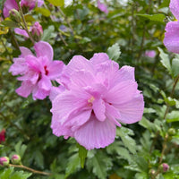Double Purple Rose of Sharon Tree – Althea Ardens ornamental flowering tree for gardens