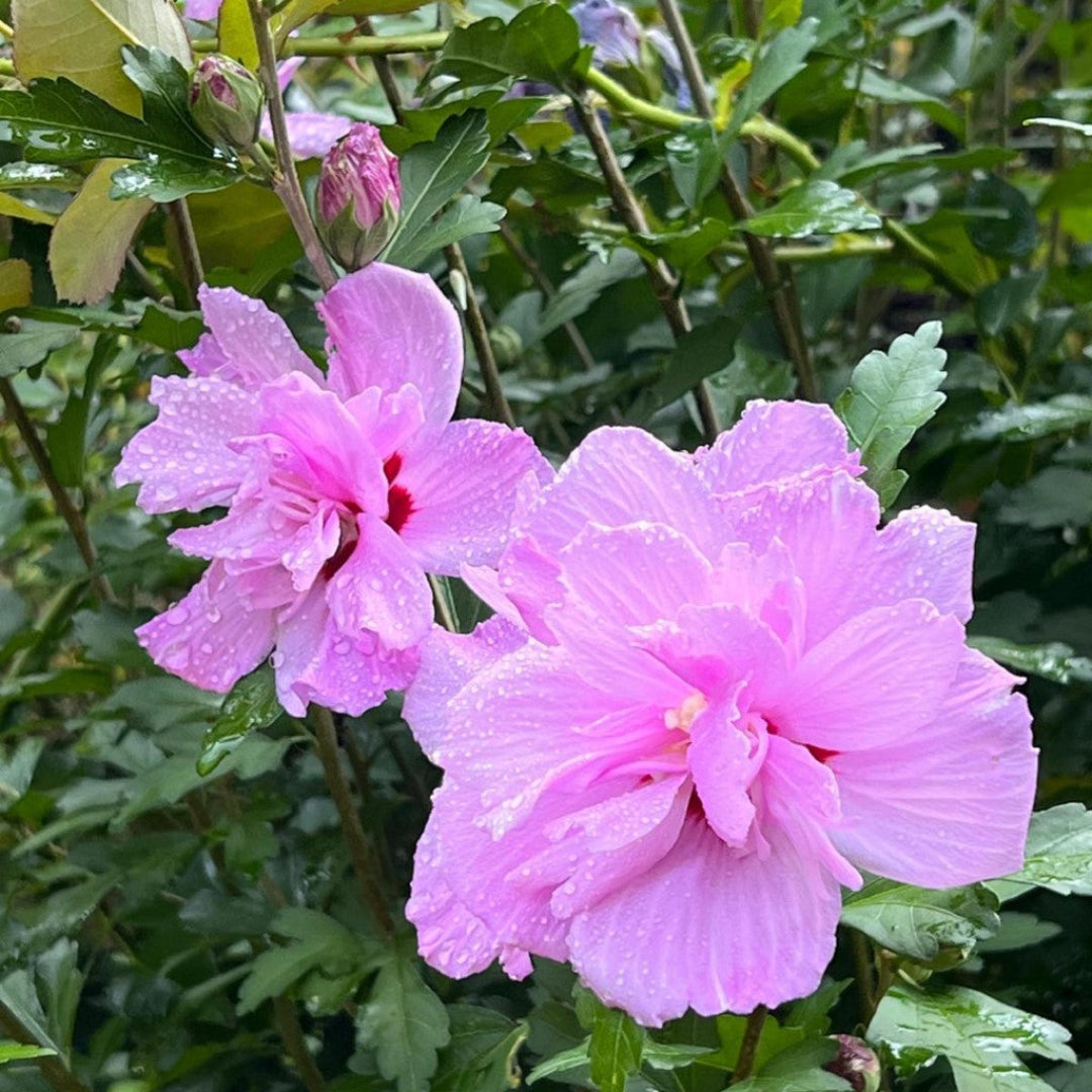 Althea Ardens Hibiscus Tree | Vibrant Summer Blooms