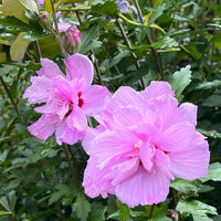 Hibiscus syriacus Ardens – Elegant double purple Althea tree for landscape and patio planting