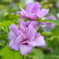 Double Purple Althea Rose of Sharon Tree Against Blue Sky