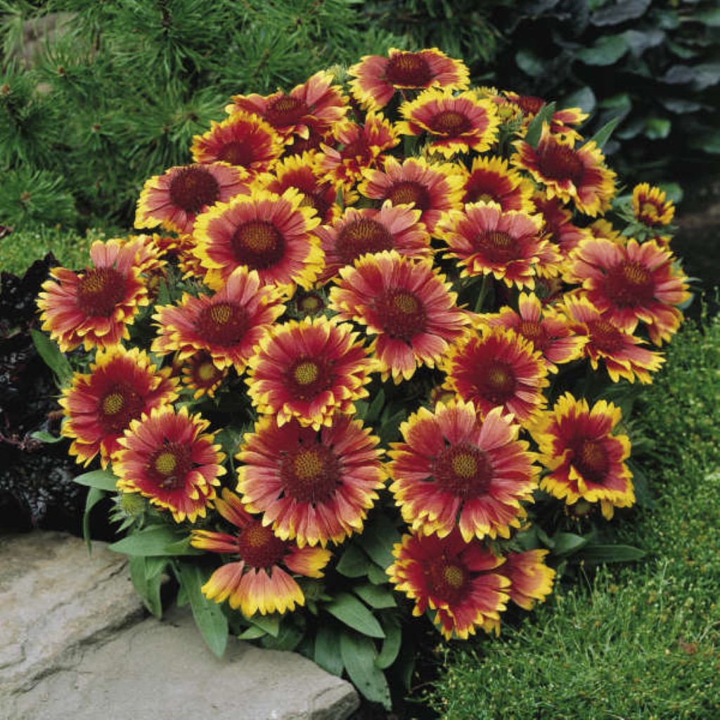 Gaillardia Aristata &