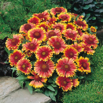 Gaillardia Aristata &
