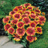 Gaillardia Aristata &