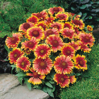 Gaillardia Aristata 'Arizona Sun' Blanket Flower. a Low, Compact Mound of Large Flame-Orange, Daisylike Flowers