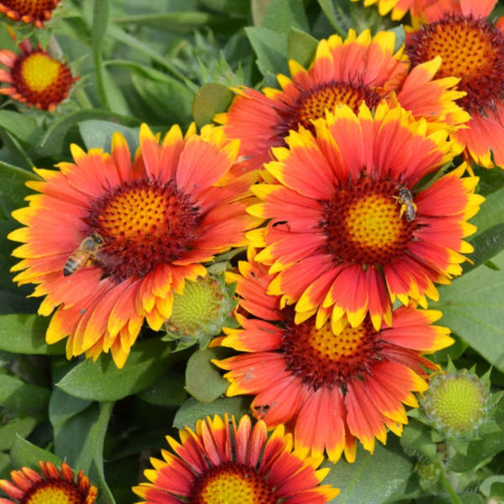 Gaillardia Aristata &