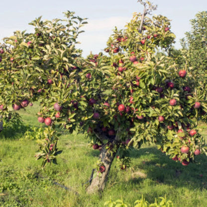Arkansas Black Apple orchard with ripe apples ready to harvest