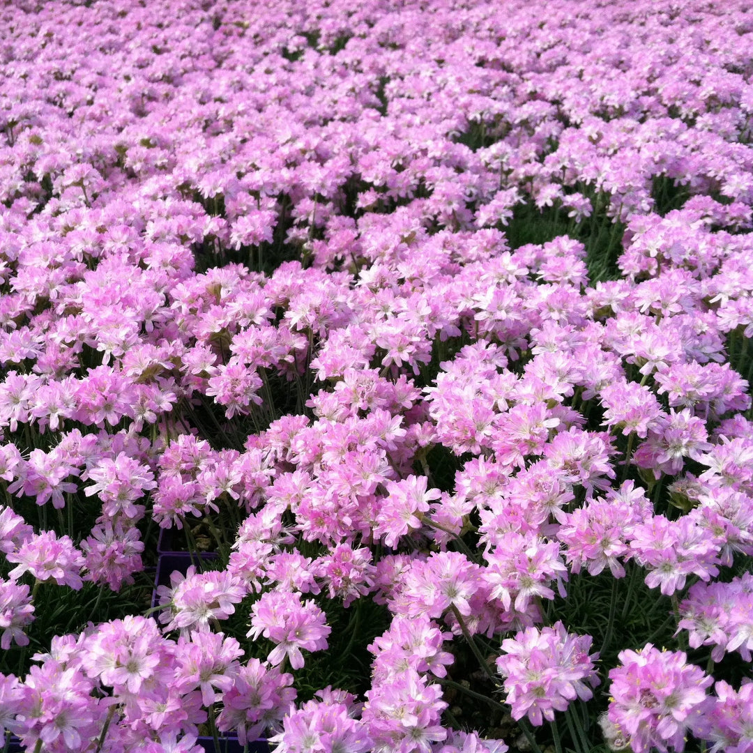 Armeria maritima &