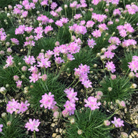Armeria maritima 'Victor Reiter' Sea Thrift - [EG]