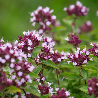 Origanum &