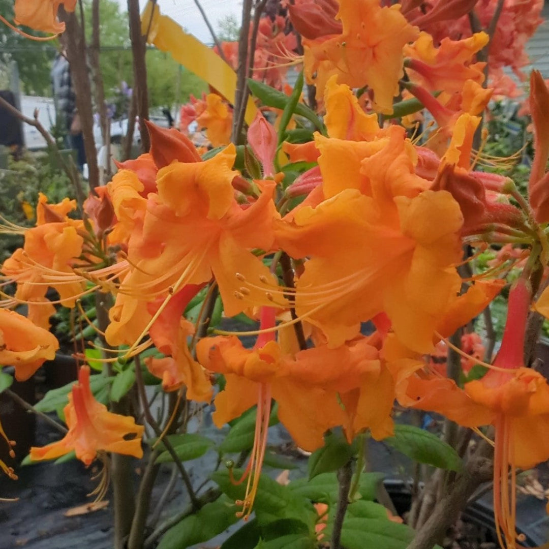 Rhododendron Aromi Sunrise Native Azalea