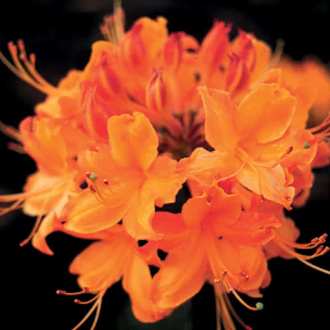 Rhododendron Aromi Sunrise Native Azalea