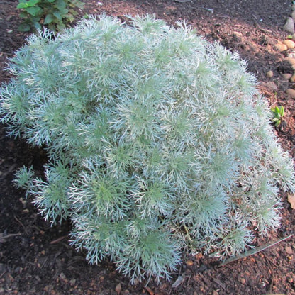 Artemisia Schmidtiana &