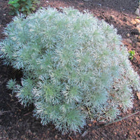 Artemisia schmidtiana ‘Silver Mound’ low mounded plant in garden setting
