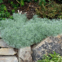 Mounded Silver Mound Artemisia plant viewed from side, showing compact habit