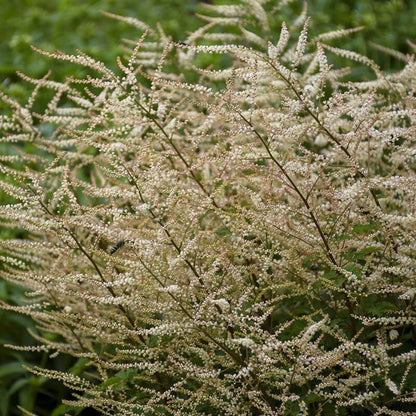 Aruncus Chantilly Lace Goatsbeard - [EG]