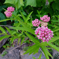Asclepias incarnata 'Cinderella' Swamp Milkweed - [EG]