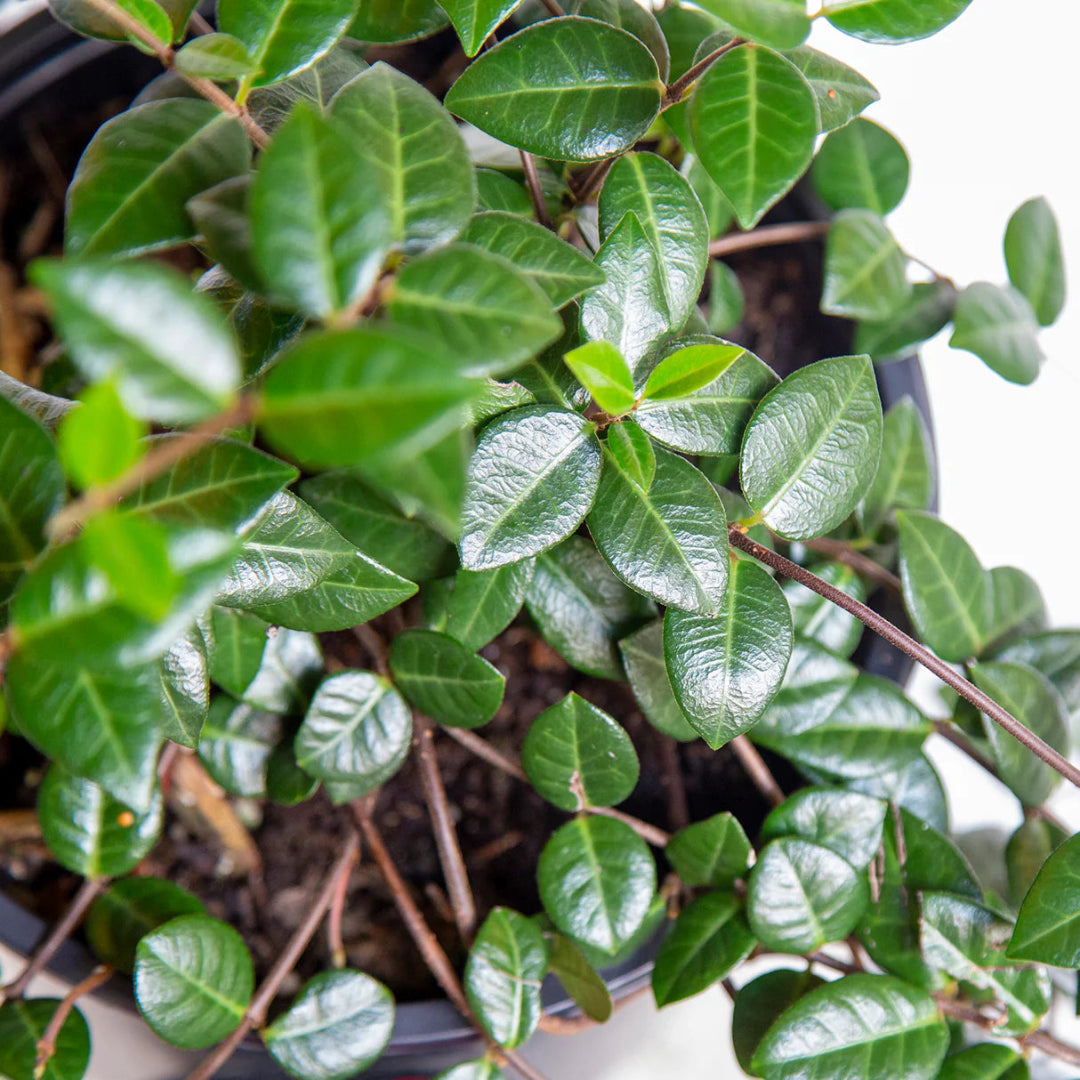 Asiatic Jasmine groundcover with glossy leaves