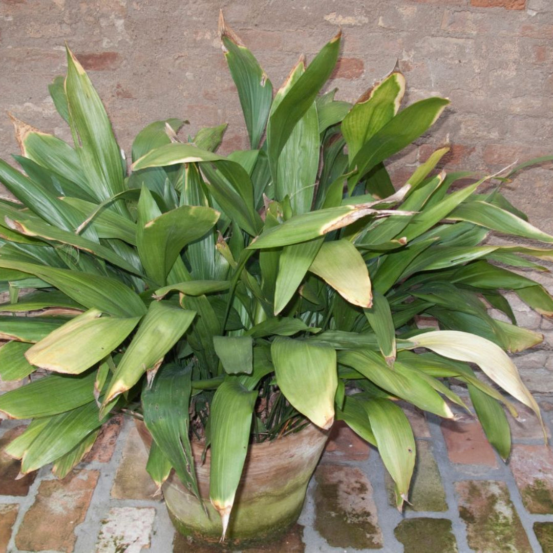 cast iron indoor plant Aspidistra Elatior Cast Iron Plant for Low Light Indoor Spaces