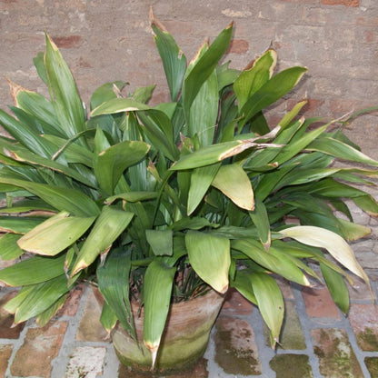 Aspidistra elatior Cast Iron Plant – Low Light Indoor Evergreen Plant