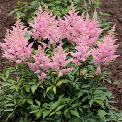 Astilbe ‘Visions in Pink’ blooming in the garden with lush green leaves and upright pink plumes