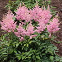 Astilbe ‘Visions in Pink’ blooming in the garden with lush green leaves and upright pink plumes