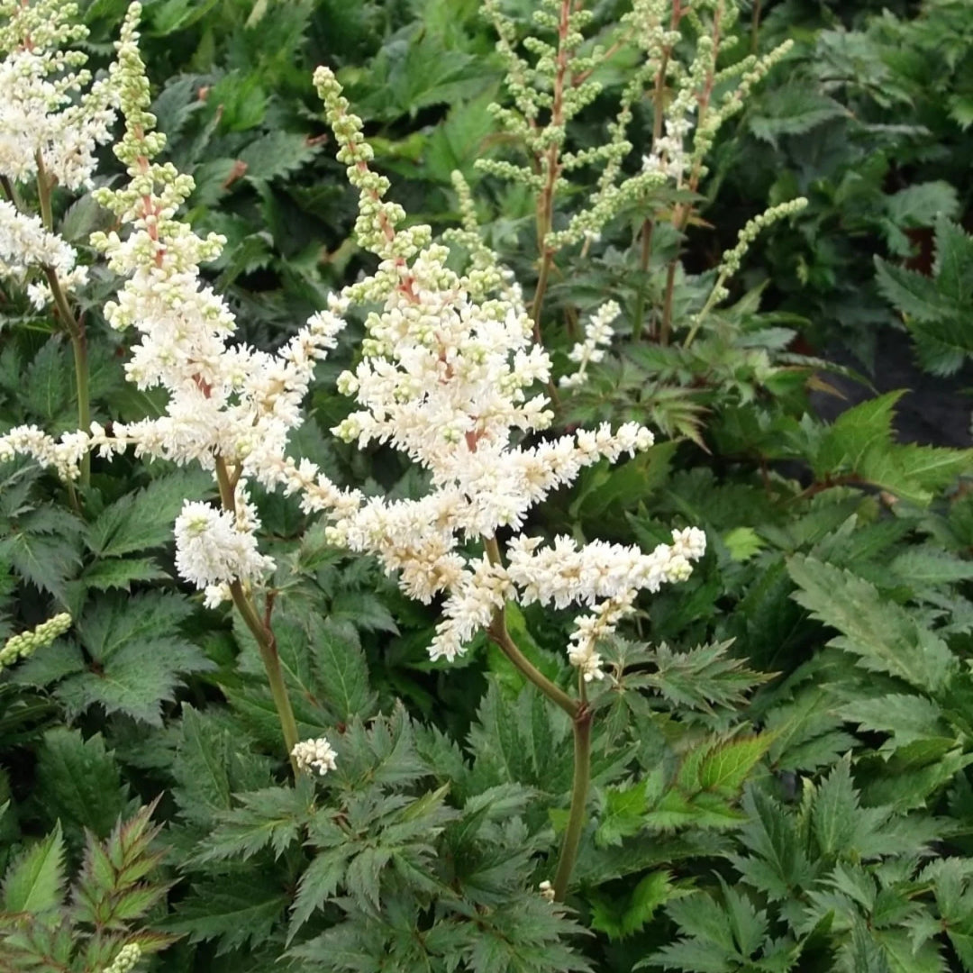Astilbe Chinensis Visions In White