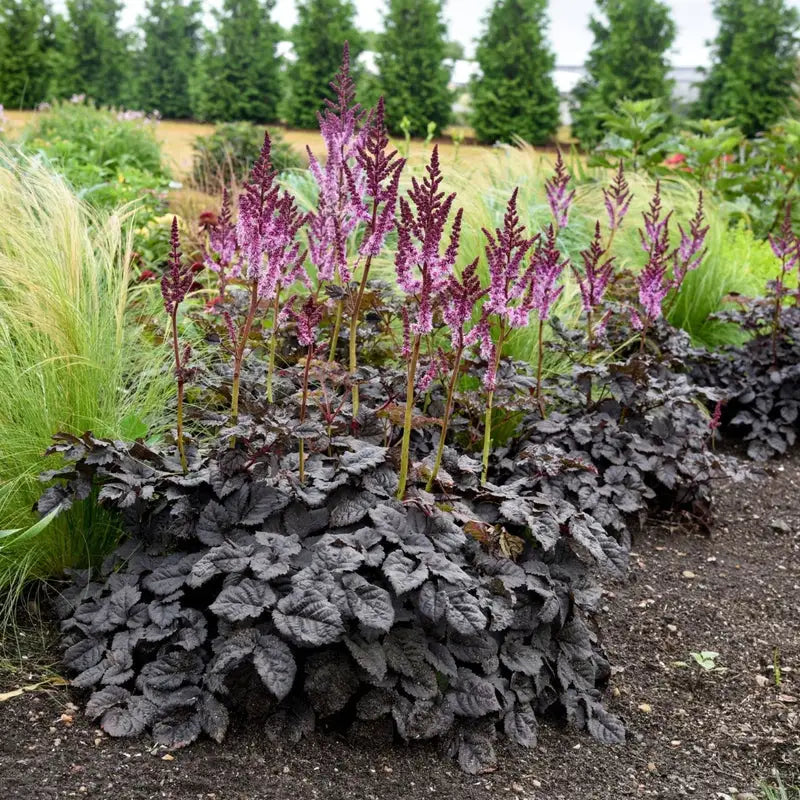 Astilbe chinensis &