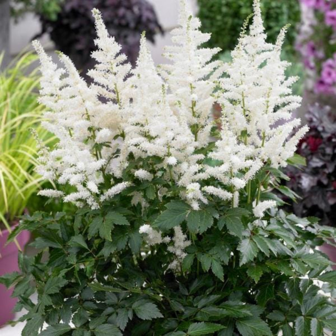 Bridal Veil Astilbe - [EG]
