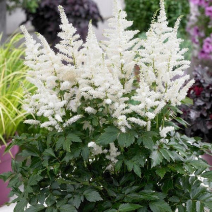 Bridal Veil Astilbe - [EG]
