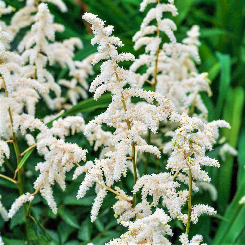 Astilbe Younique White