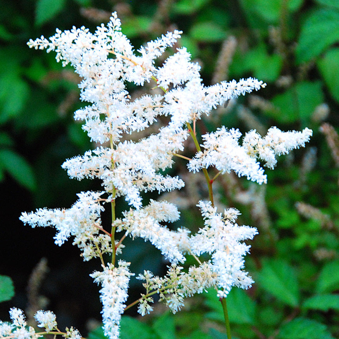 Bridal Veil Astilbe - [EG]