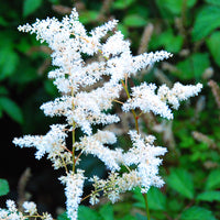Bridal Veil Astilbe - [EG]