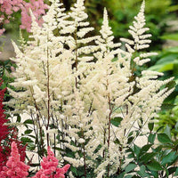 Astilbe Deutschland white astilbe blooms