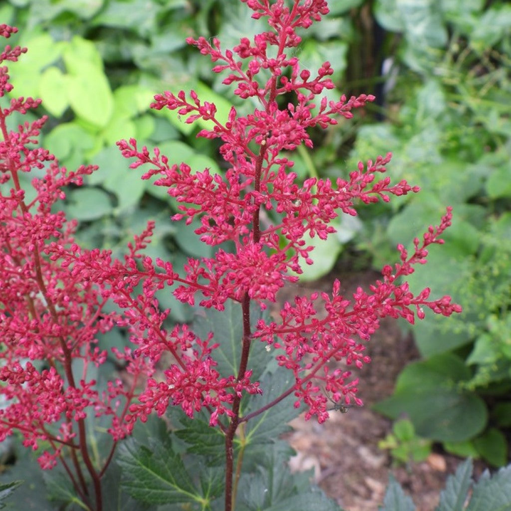 Astilbe 'Younique Carmine'