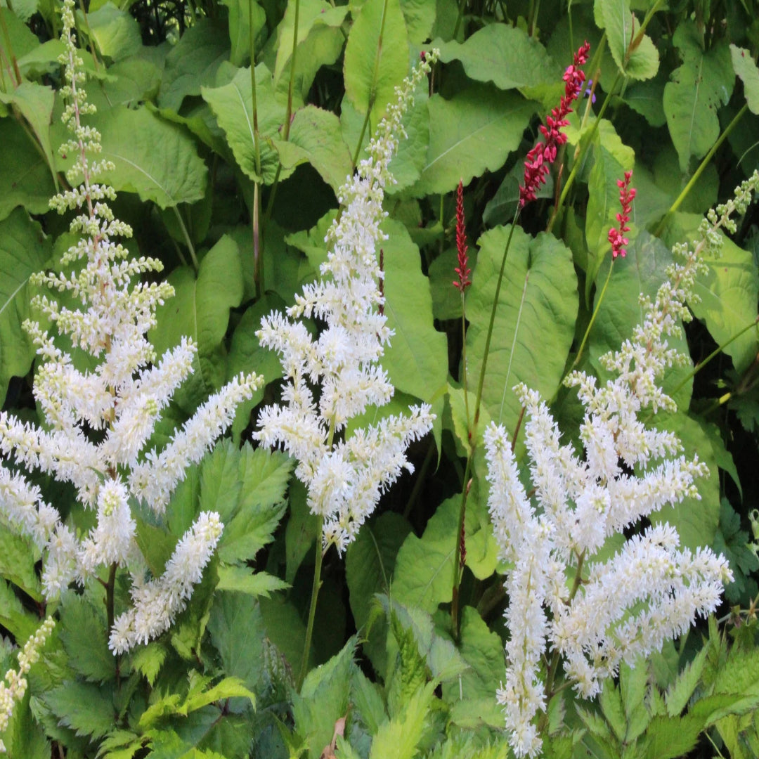 Astilbe Chinensis Visions In White