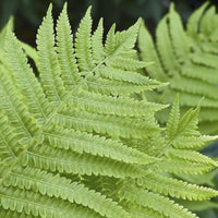 Athyrium filix-femina fern with green fronds