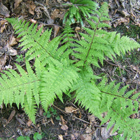 Lady Fern perennial shade-loving plant