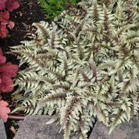 Athyrium niponicum Pictum Japanese Painted Fern
