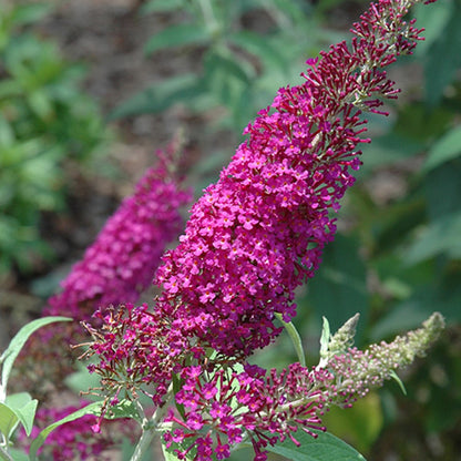 Attraction Butterfly Bush