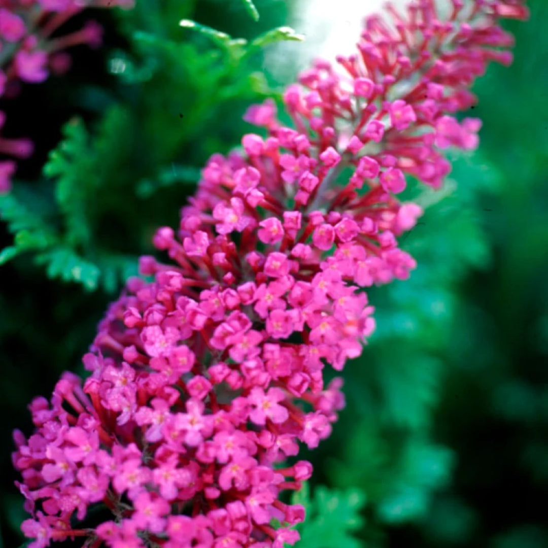 Attraction Butterfly Bush