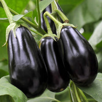 Egg Plant